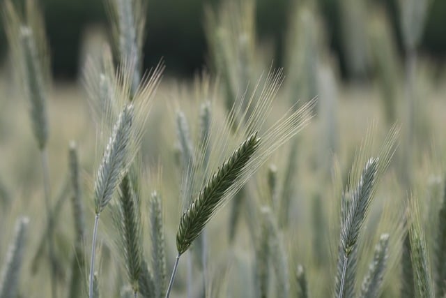 farmer walking through young green crop rows inspecting plant health spring season