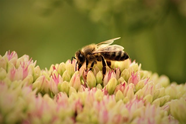 bees pollinating wildflower strip along farm field biodiversity