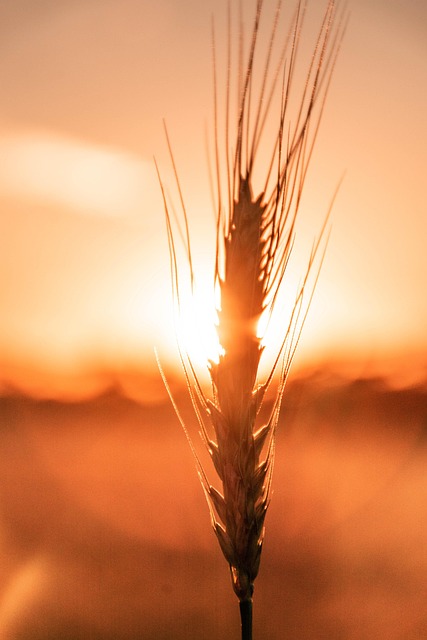experienced French farmer standing in mature wheat field sunset