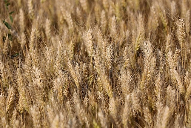 cover crops growing between rows preventing soil erosion green field