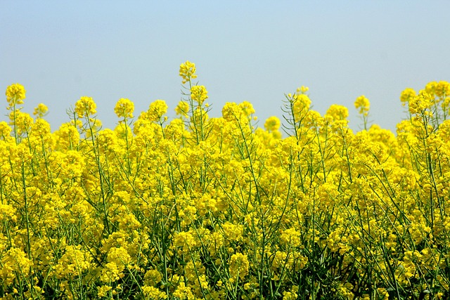 close-up rapeseed canola bright yellow flowers field spring bloom agriculture