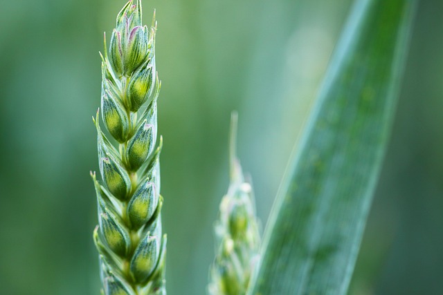 green corn field tall stalks summer growth lush healthy crops irrigation