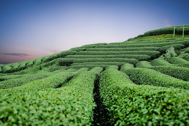 lush green cover crops growing between rows sustainable farming biodiversity