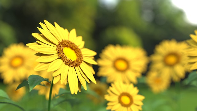 bright yellow sunflower field blooming under warm summer sun Gers department France