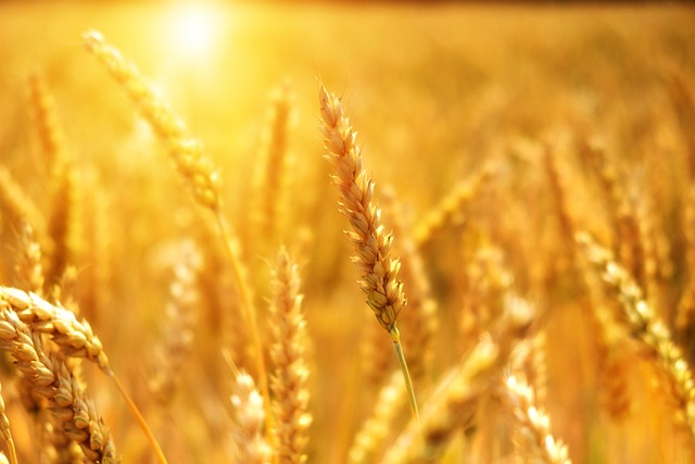 irrigation system sprinklers watering crop field water management sustainable farming