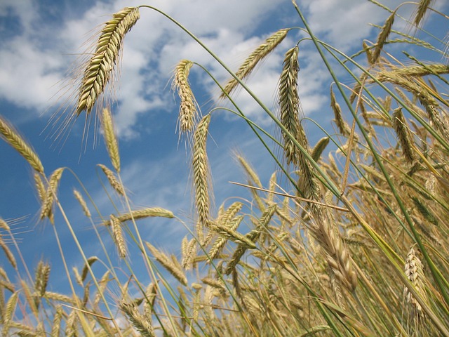 golden wheat harvest combine harvester working large cereal field France