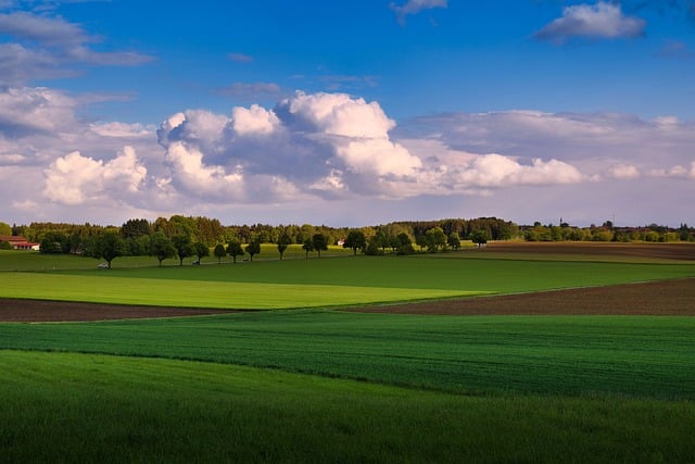 vast golden wheat field stretching toward horizon under blue French sky sustainable agriculture