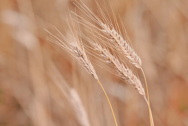 combine harvester cutting through ripe wheat field harvest season dust golden light