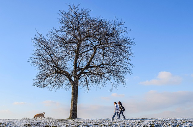 winter dormant field frost covered earth bare trees quiet rural landscape rest period