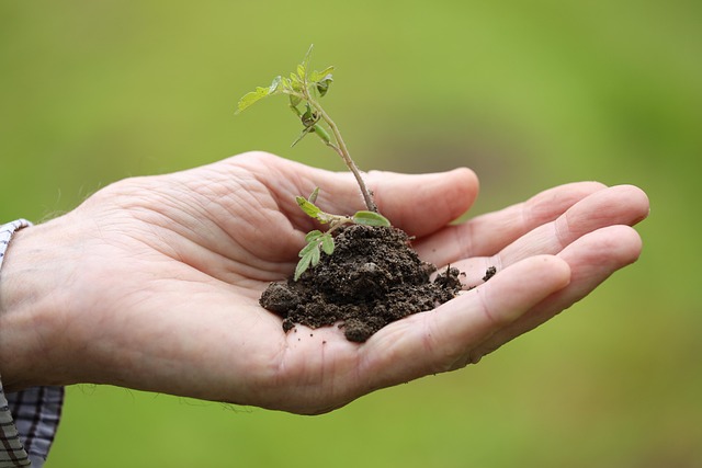 spring planting season green shoots emerging from tilled soil new growth