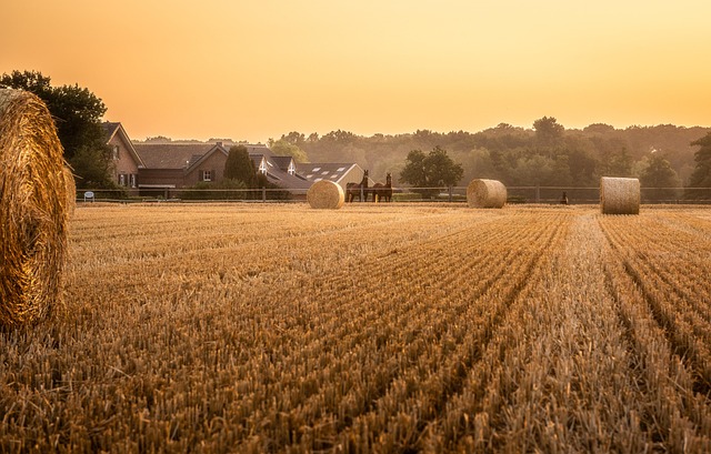 early morning frost on green field winter agriculture dormant season French countryside