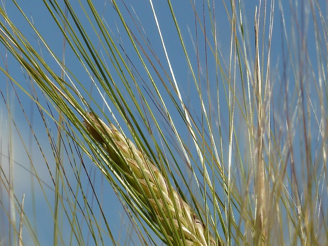 barley ears close-up golden ripe grain detail texture agricultural photography